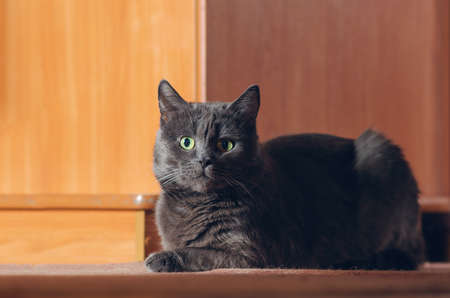 Beautiful gray cat lies on the floor.の写真素材
