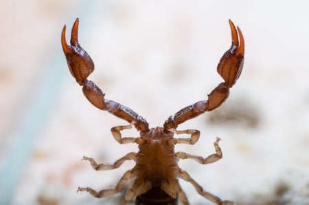 View of the belly and claws of the scorpion from below.