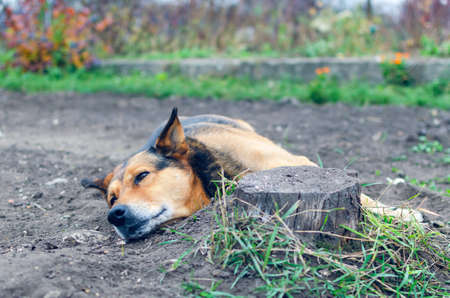 A brown dog is sleeping on the ground in the garden.の写真素材