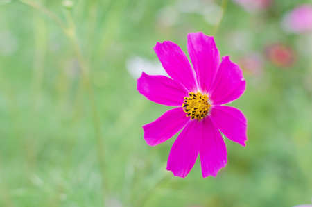 Flowers of the Cosmos in the flowerbed with a blurred background.の写真素材