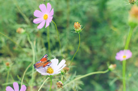Butterfly peacock eye on the flower cosme.の写真素材