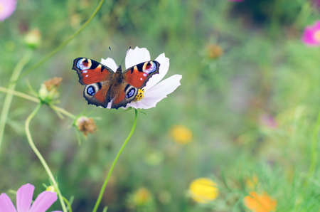 Butterfly peacock eye on the flower cosme.の写真素材