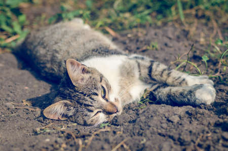 A gray cat is lying on the ground on a summer day.の写真素材