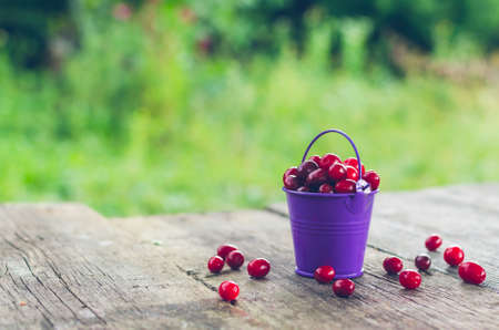 Small purple bucket with dogwood on an old wooden table.の写真素材