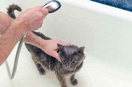 Bathing a gray cat in the bathroom.の写真素材