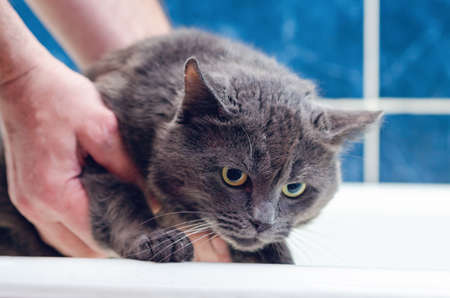 Bathing a gray cat in the bathroom.の写真素材
