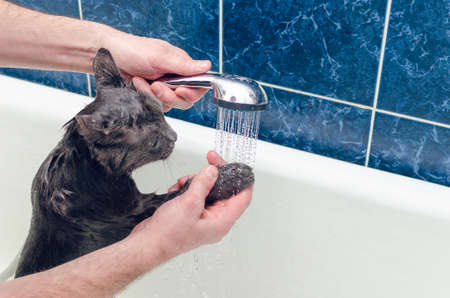Bathing a gray cat in the bathroom.の写真素材