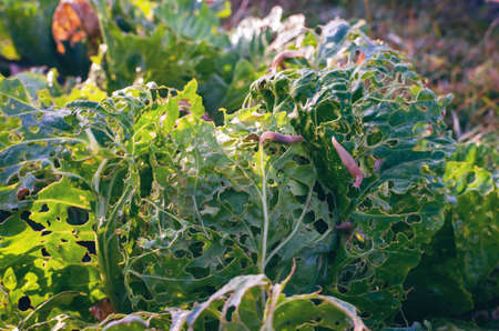 Cabbage leaves eaten by slugs, parasite spoils the harvest.の写真素材