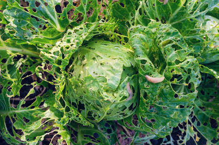 Cabbage leaves eaten by slugs, parasite spoils the harvest.の写真素材