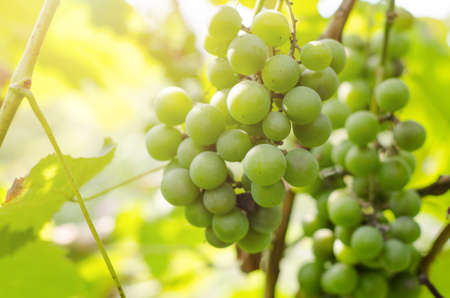 Bunch of ripening green grapes in sunlight.の写真素材