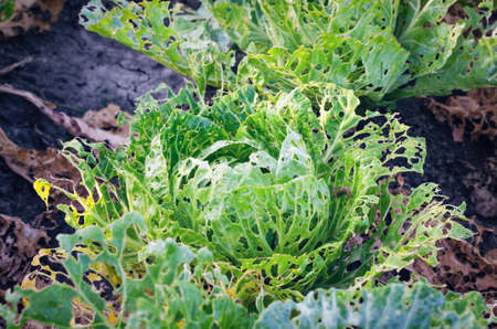 Cabbage leaves eaten by slugs, parasite spoils the harvest.の写真素材