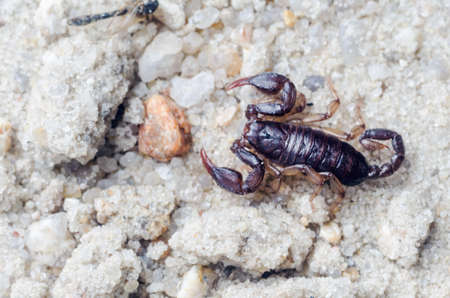 Scorpion creeps on the sand close up.の写真素材
