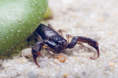 Scorpion sits on the sand under a green leaf close-up.の写真素材