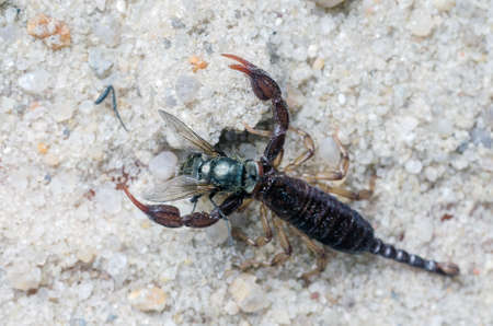 Scorpio holds a fly caught with claws and stings it with a sting, close-up.の写真素材