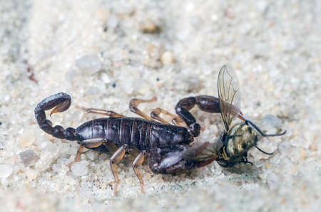 Scorpio holds a fly caught with claws and stings it with a sting, close-up.の写真素材