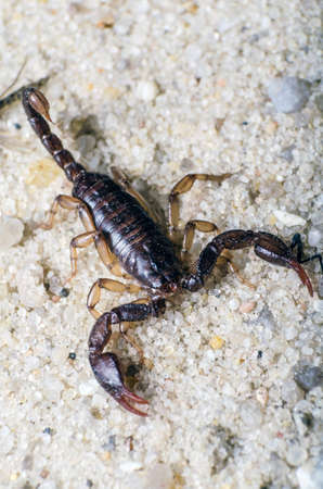 Scorpion creeps on the sand close up.