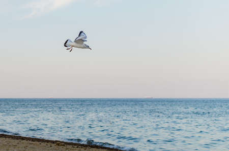 Seagull flying in the blue sky over the seaの写真素材