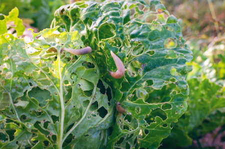 Cabbage leaves eaten by slugs, parasite spoils the harvest.の写真素材