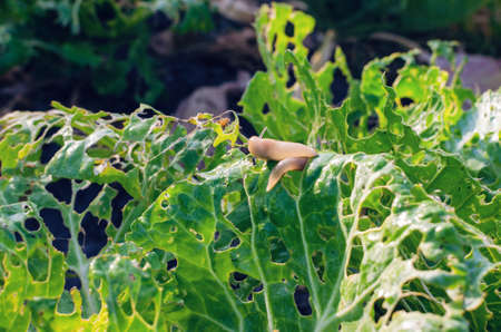 Cabbage leaves eaten by slugs, parasite spoils the harvest.