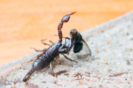 Scorpio holds a fly caught with claws and stings it with a sting, close-up.