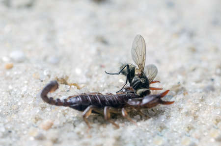 Scorpio holds a fly caught with claws and stings it with a sting, close-up.