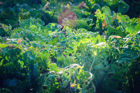 Cabbage leaves eaten by slugs, parasite spoils the harvest.の写真素材