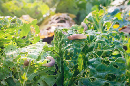 Cabbage leaves eaten by slugs, parasite spoils the harvest.の写真素材