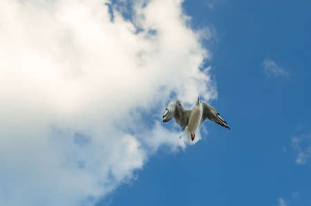Seagull flying in the blue sky over the sea