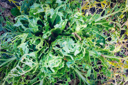 Cabbage leaves eaten by slugs, parasite spoils the harvest.の写真素材