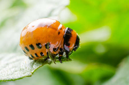 Red larva of the Colorado potato beetle eats potato leaves.の写真素材