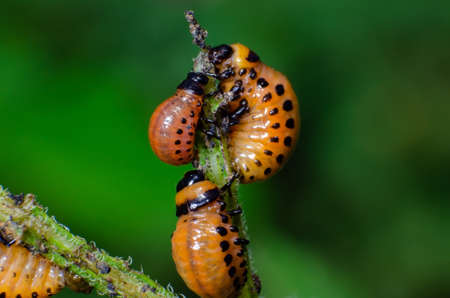 Red larva of the Colorado potato beetle eats potato leaves.の写真素材