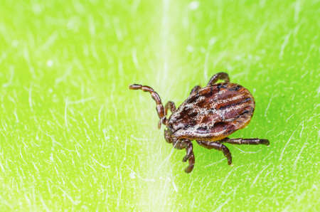 A dangerous parasite and infection carrier mite sitting on a green leaf.の写真素材