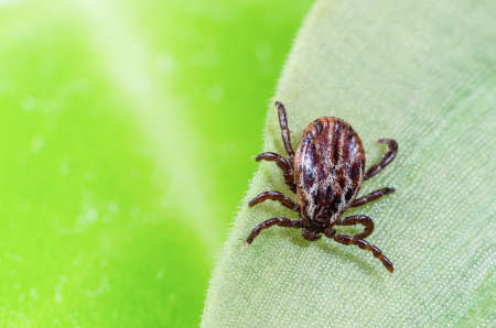 A dangerous parasite and infection carrier mite sitting on a green leaf.