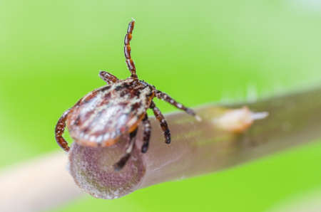 A dangerous parasite and a carrier of mite infection on a branch.の写真素材
