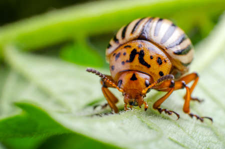 Colorado potato beetle eats green potato leaves.の写真素材