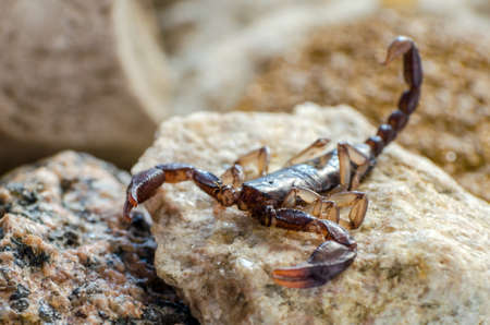 Scorpion sitting on a stone close up.の写真素材