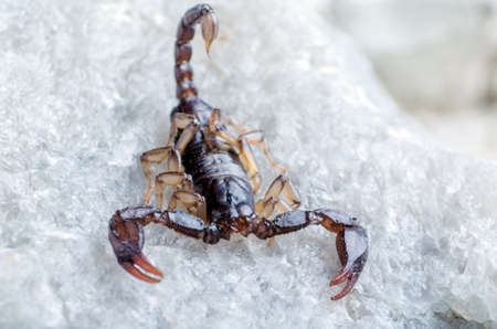 Scorpion sitting on a stone close up.の写真素材