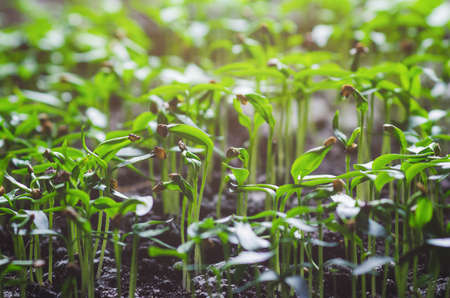 Young fresh pepper seedling in a greenhouse.の写真素材