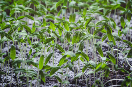 Tomato seedlings with water droplets on the leaves.の写真素材