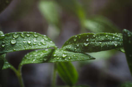 Tomato seedlings with water droplets on the leaves.