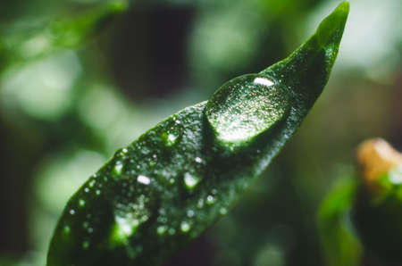 Pepper seedlings with water droplets on the leaves.