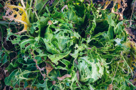 Cabbage leaves eaten by slugs, parasite spoils the harvest.