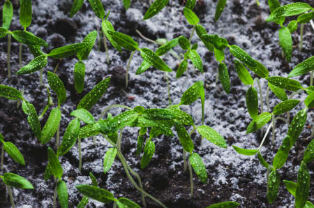 Tomato seedlings with water droplets on the leaves.