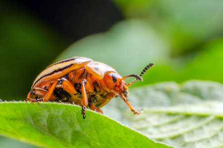 Colorado potato beetle crawling on potato leaves.