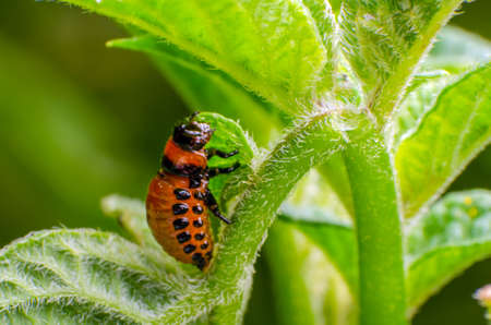 Red larva of the Colorado potato beetle eats potato leaves.の写真素材