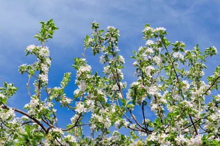 Flowering apple tree against a blue sky.