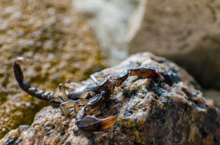 Scorpion sitting on a stone close up.の写真素材