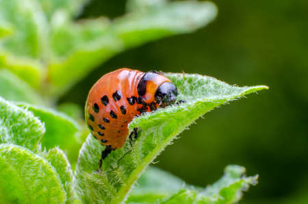 Red larva of the Colorado potato beetle eats potato leaves.の写真素材