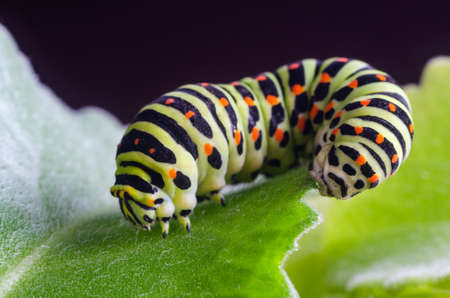 Caterpillar of the Machaon crawling on green leaves close-upの写真素材