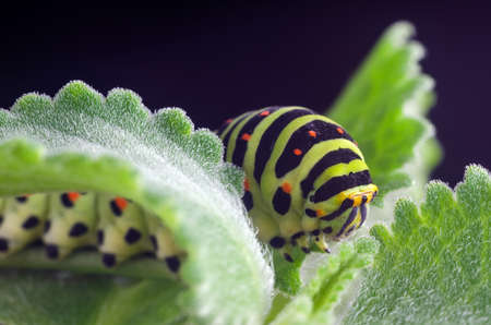 Caterpillar of the Machaon crawling on green leaves close-up